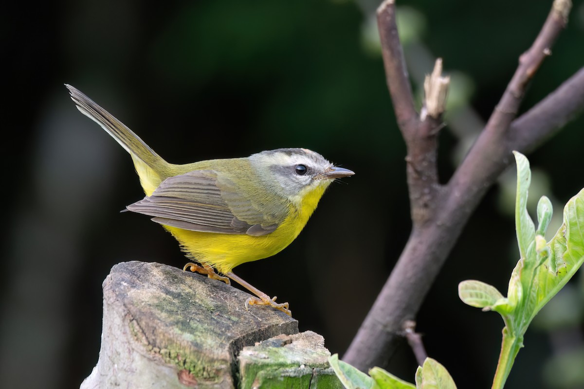 Golden-crowned Warbler - ML637564057