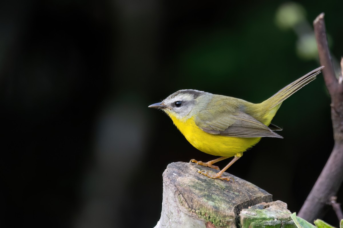 Golden-crowned Warbler - ML637564058