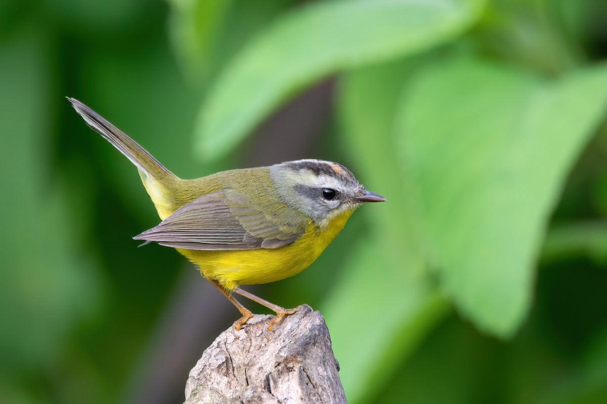 Golden-crowned Warbler - ML637564063