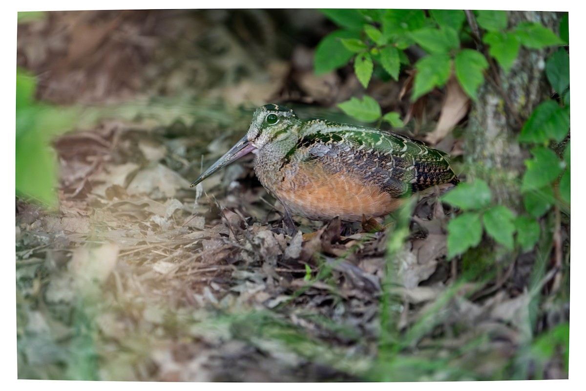 American Woodcock - ML637564066