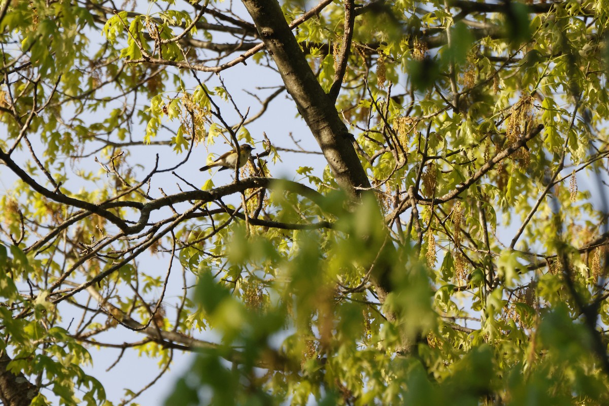 Горихвостковая древесница - ML637564102