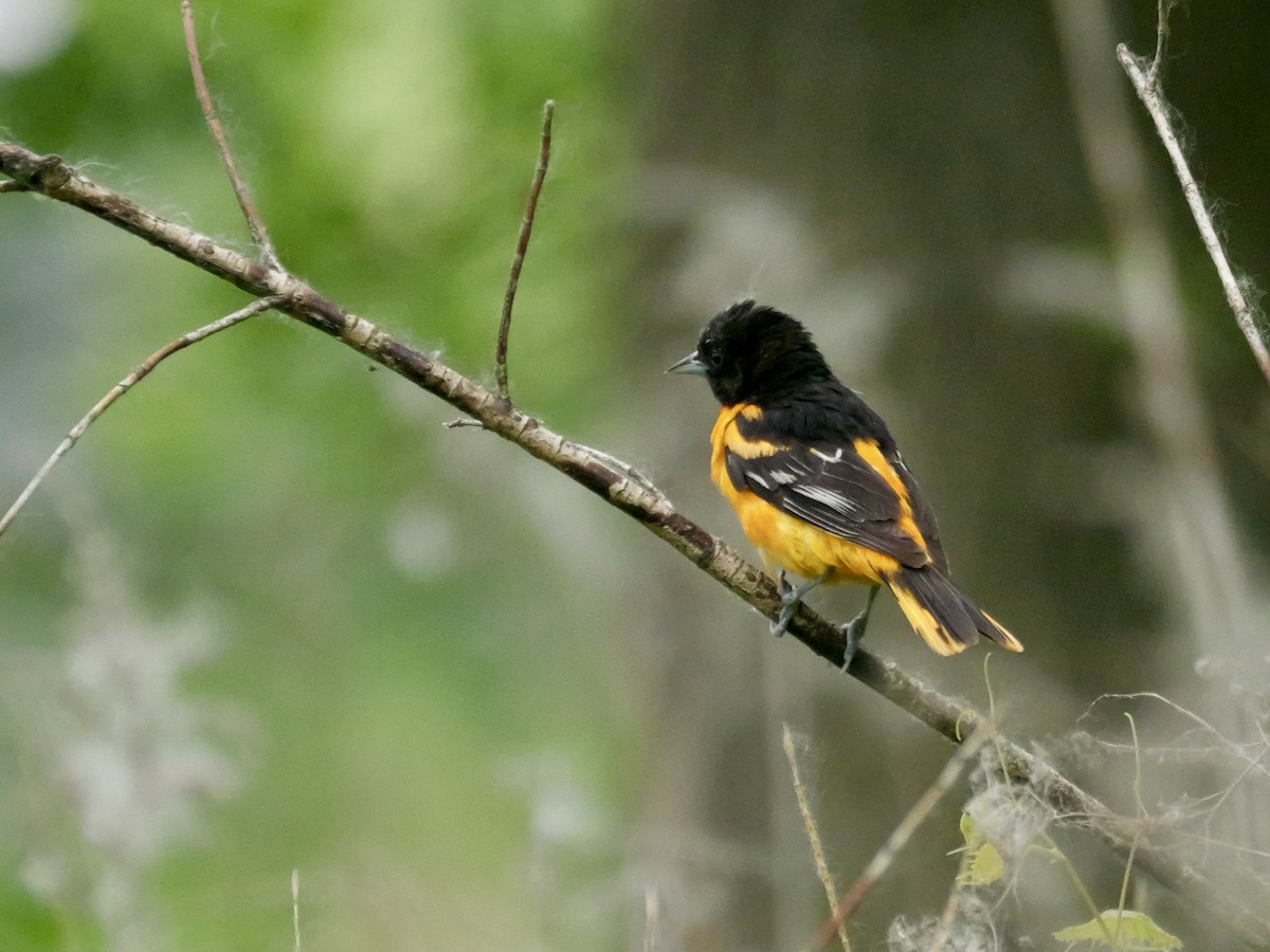 Baltimoretrupial - ML637564114