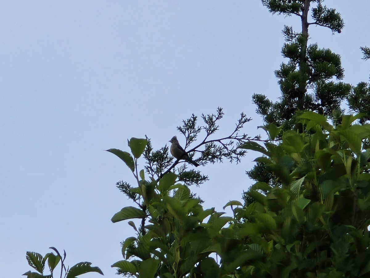 Gray Silky-flycatcher - ML637564116