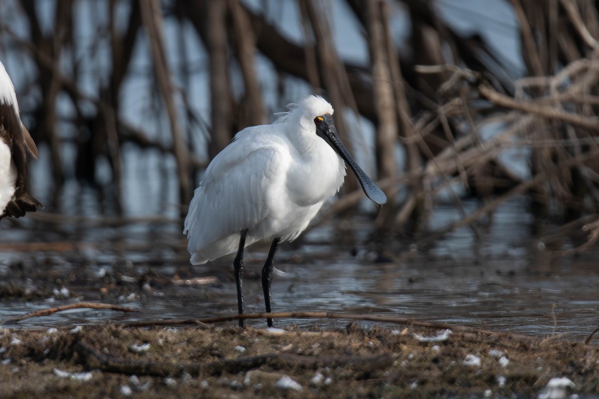 kongeskjestork - ML637564127