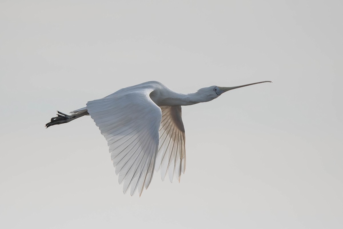 gulnebbskjestork - ML637564136