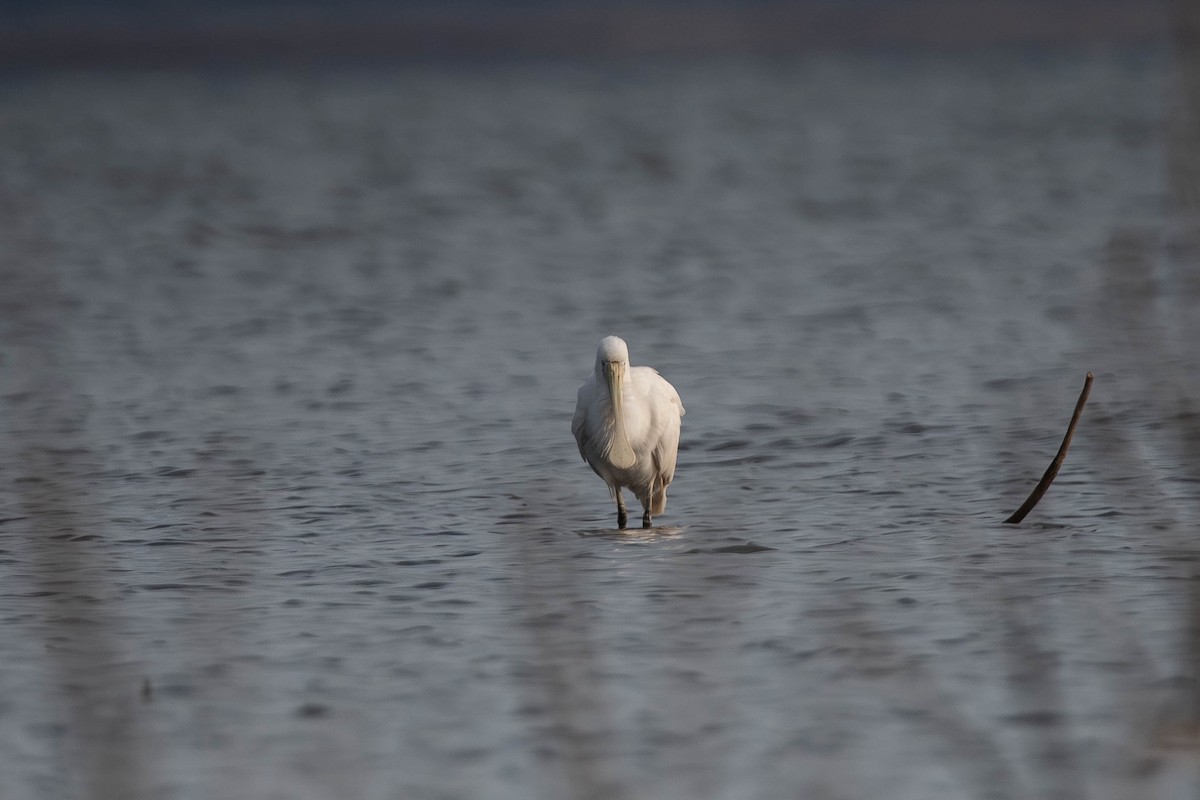 gulnebbskjestork - ML637564137