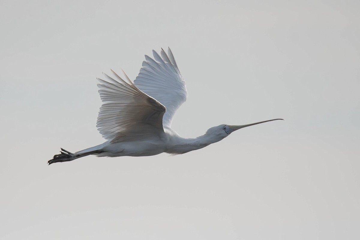 gulnebbskjestork - ML637564138