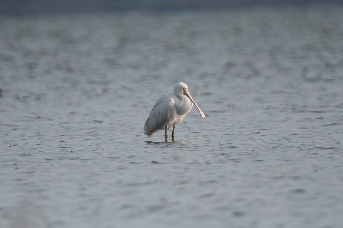 gulnebbskjestork - ML637564139