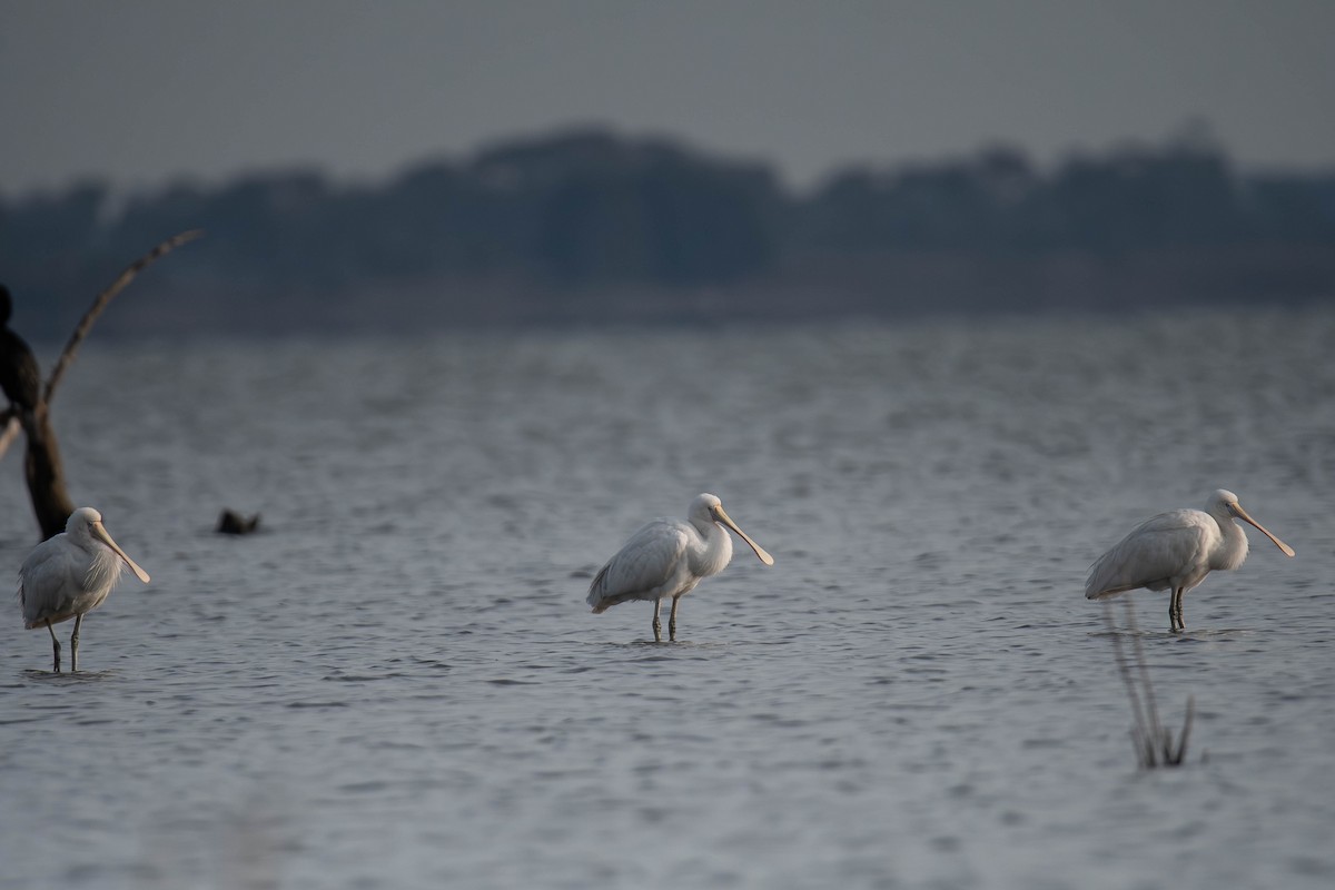 gulnebbskjestork - ML637564140