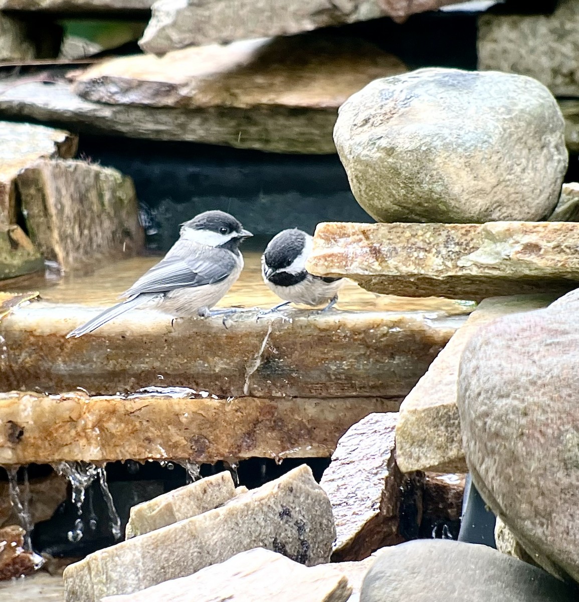 Black-capped Chickadee - ML637564214