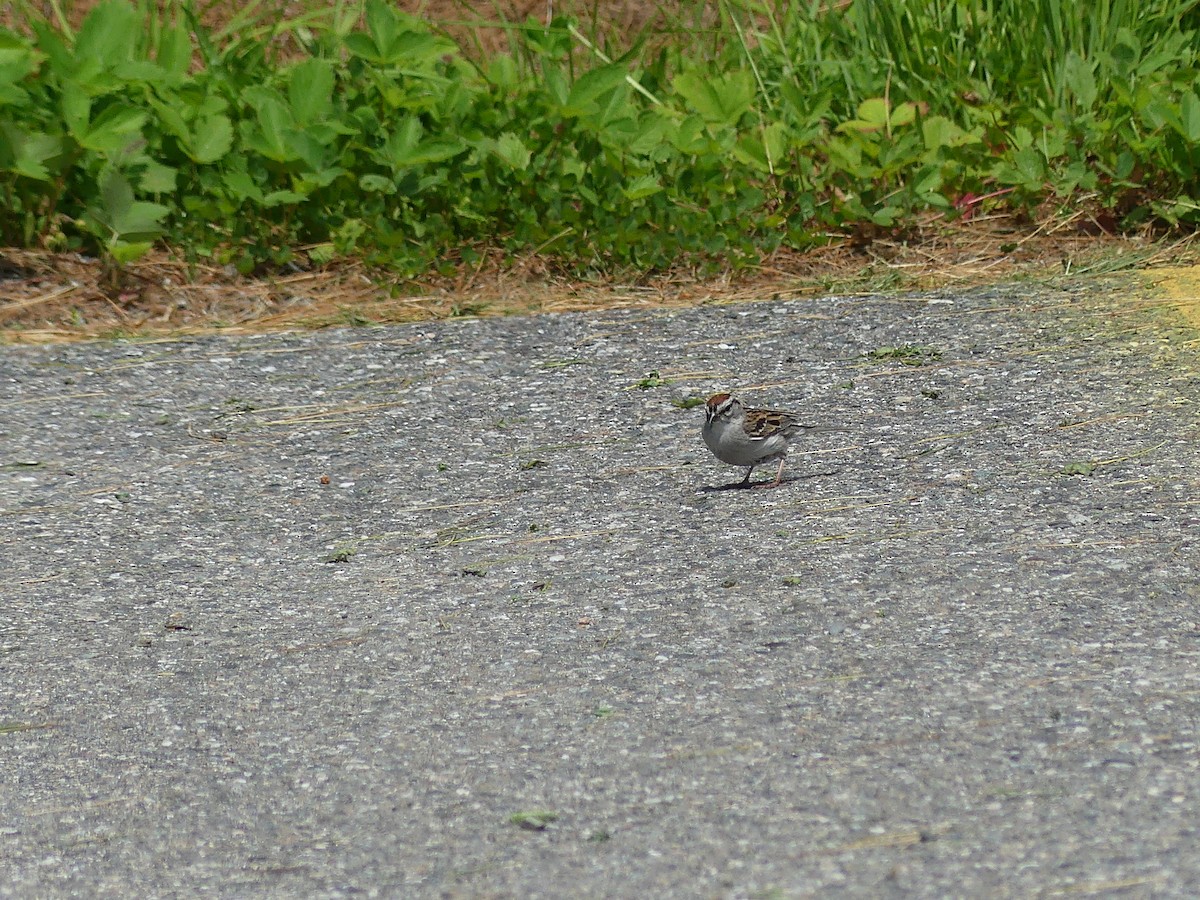 Chipping Sparrow - ML637564249