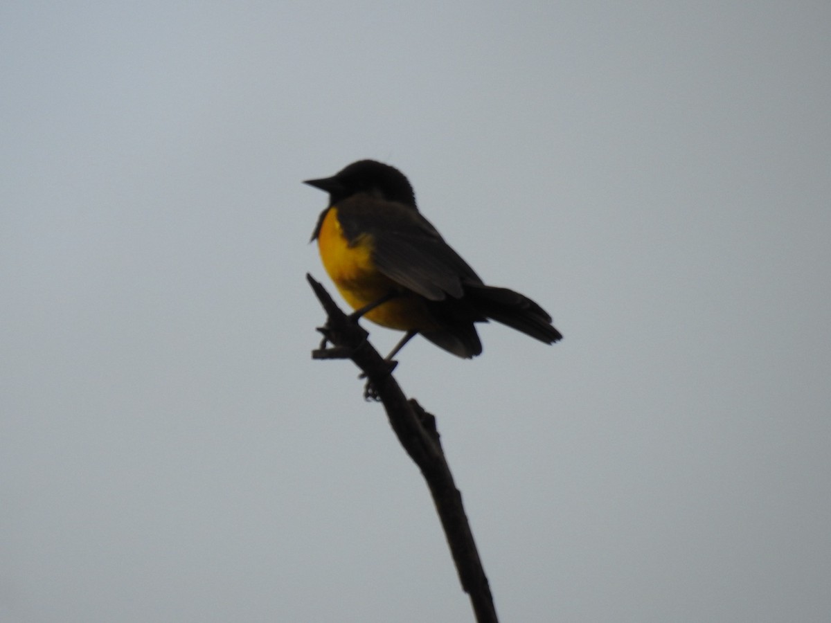 Yellow-rumped Marshbird - ML637564310