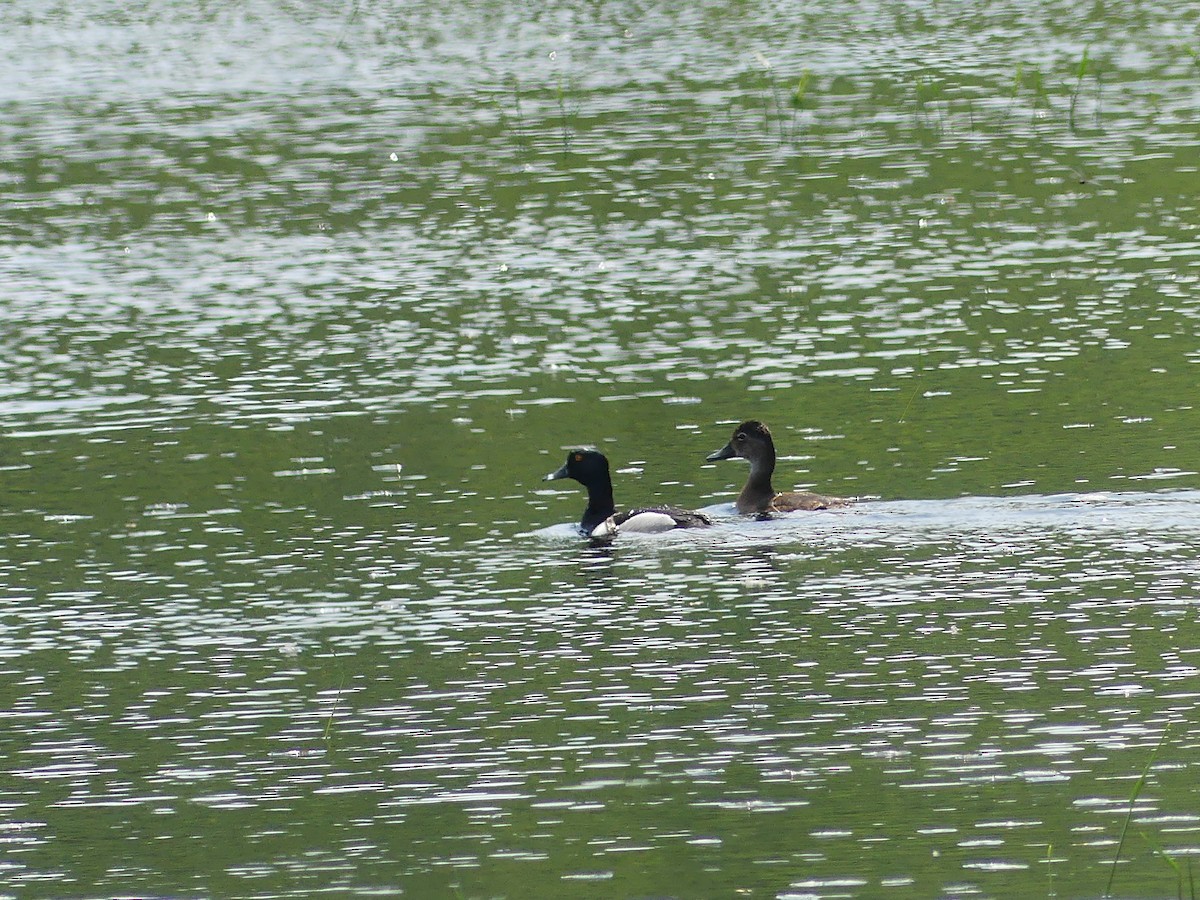 Ring-necked Duck - ML637564329