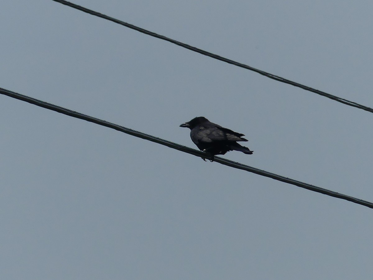 American Crow - ML637564362