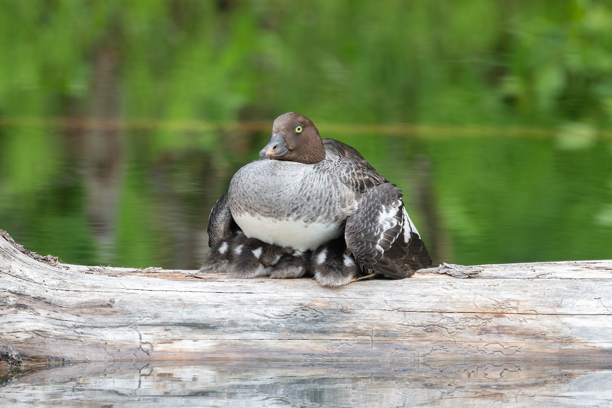 Barrow's Goldeneye - ML637564363