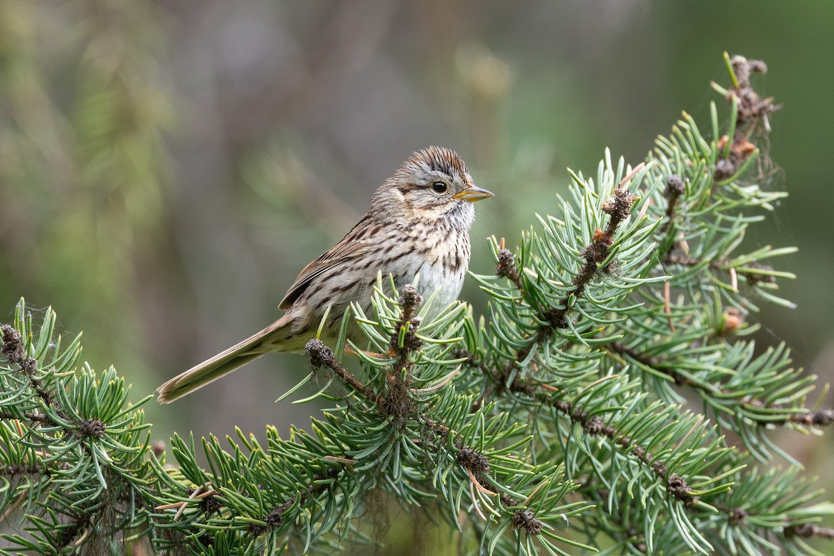 Lincoln's Sparrow - ML637564371