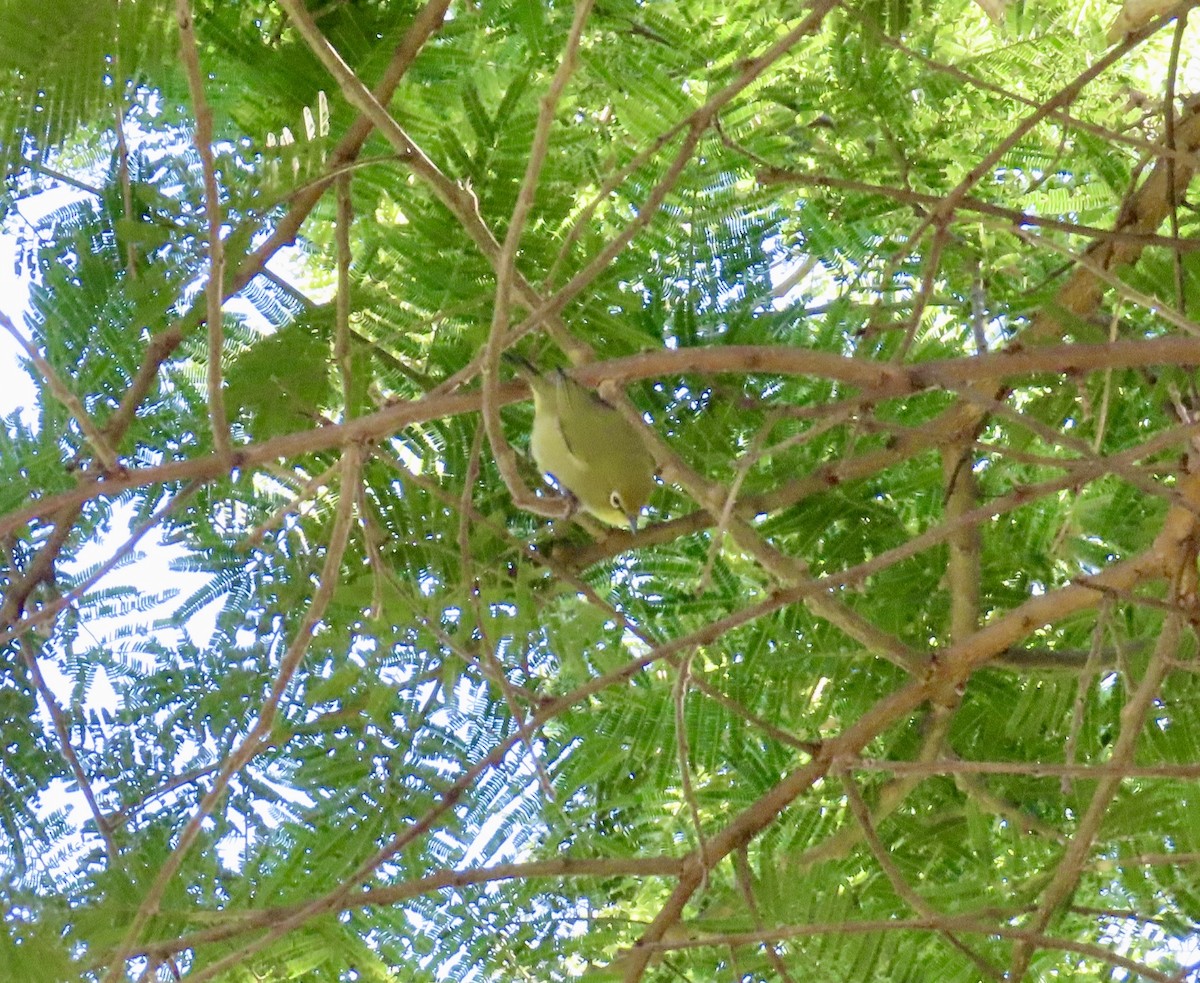 Cape White-eye - ML637564449