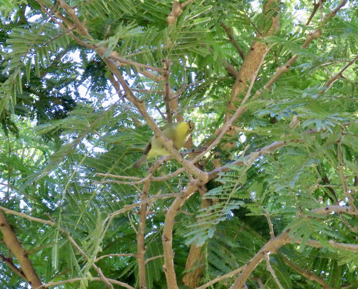 Cape White-eye - ML637564463