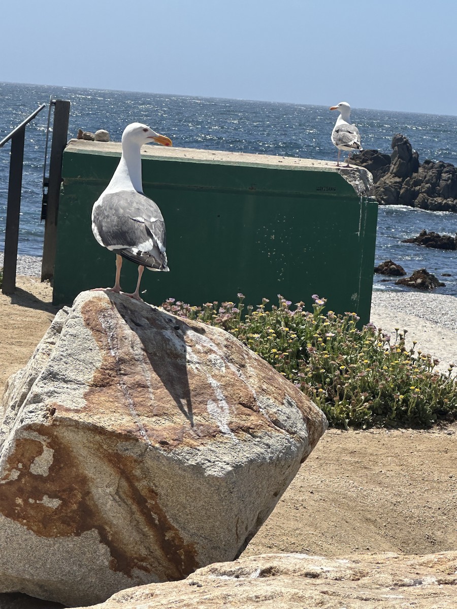 Western Gull - ML637564508