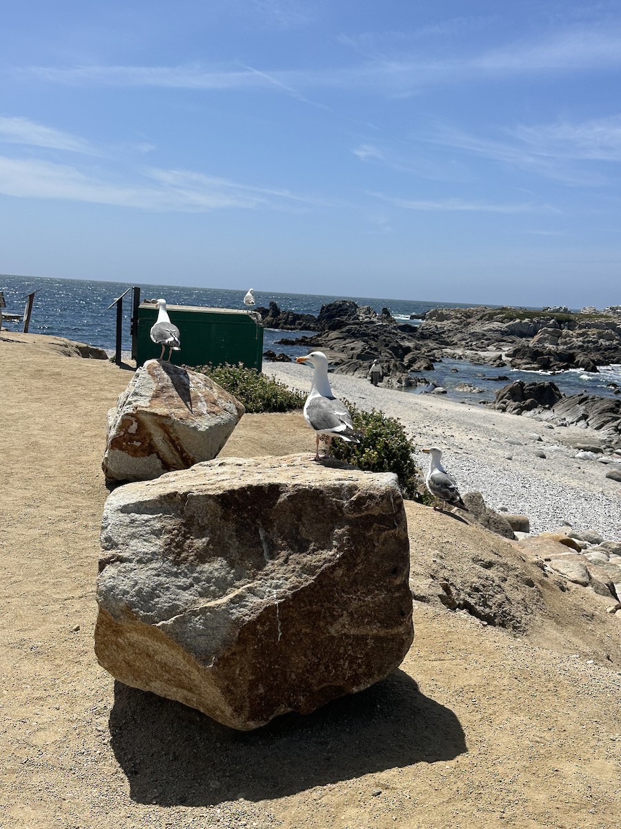 Western Gull - ML637564511