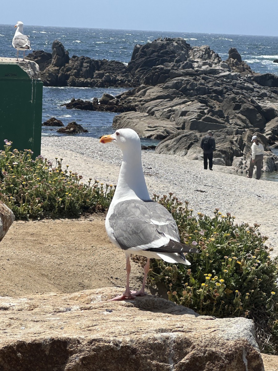Western Gull - ML637564512