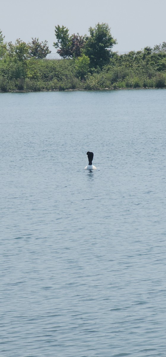 Red-necked Grebe - ML637564537