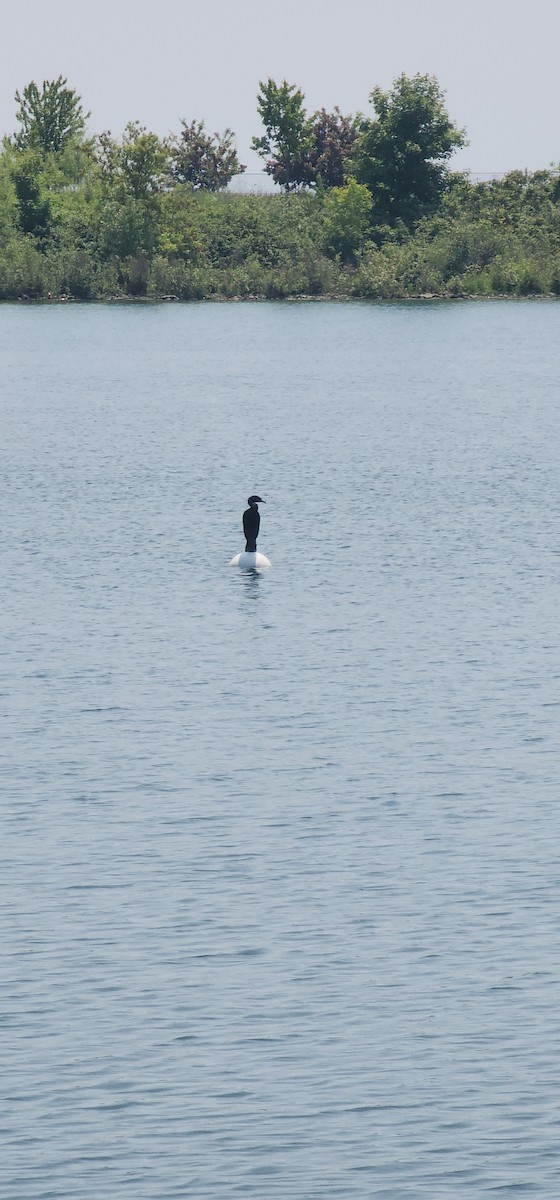 Red-necked Grebe - ML637564541