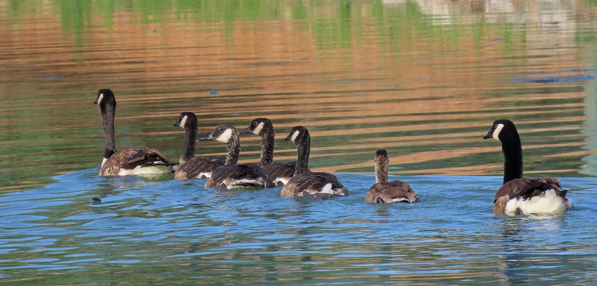 Canada Goose - ML637564551