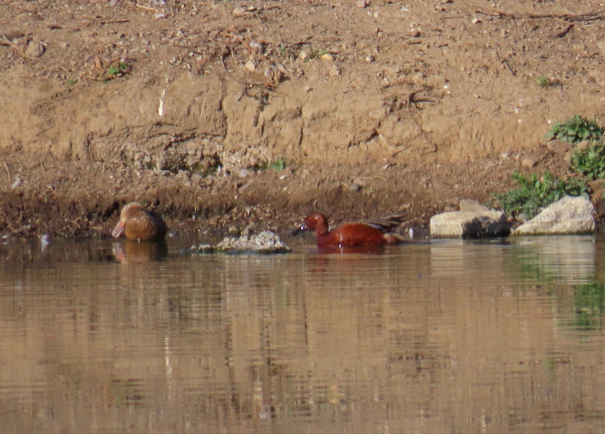 Cinnamon Teal - ML637564566