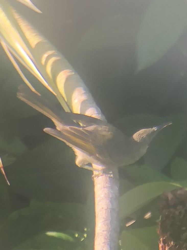 Western Wattled-Honeyeater - ML637564591