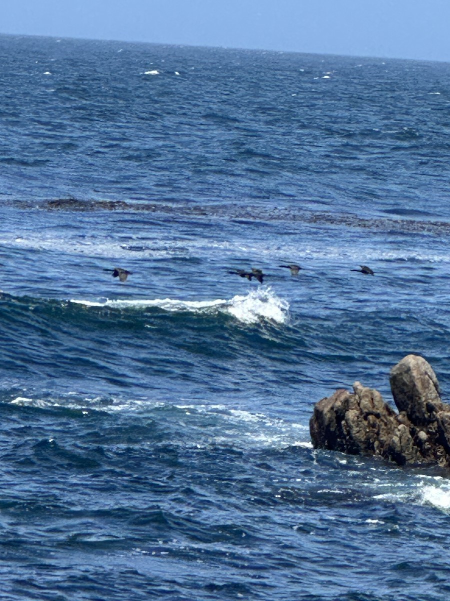 Brandt's Cormorant - ML637564596