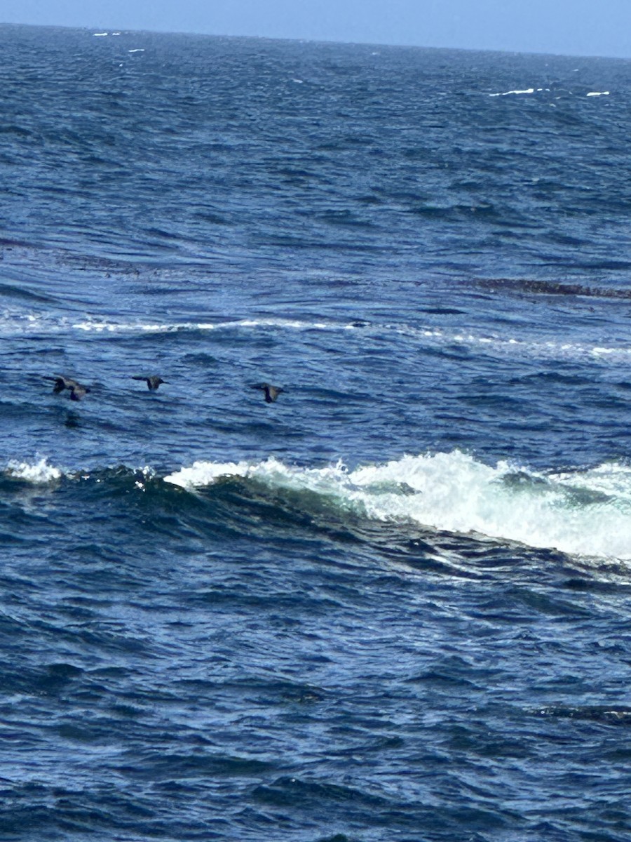 Brandt's Cormorant - ML637564597