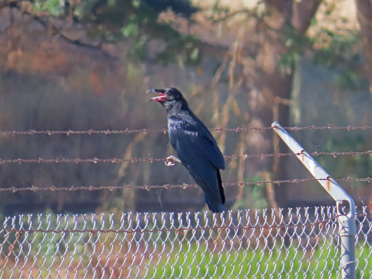 Common Raven - ML637564598