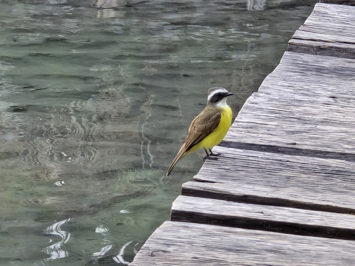 Social Flycatcher - ML637564599