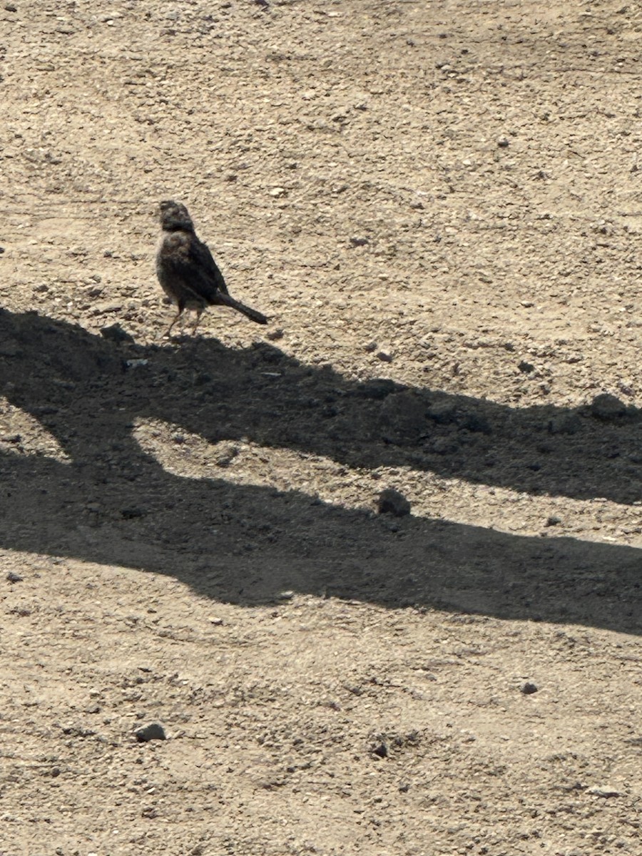 White-crowned Sparrow - ML637564602