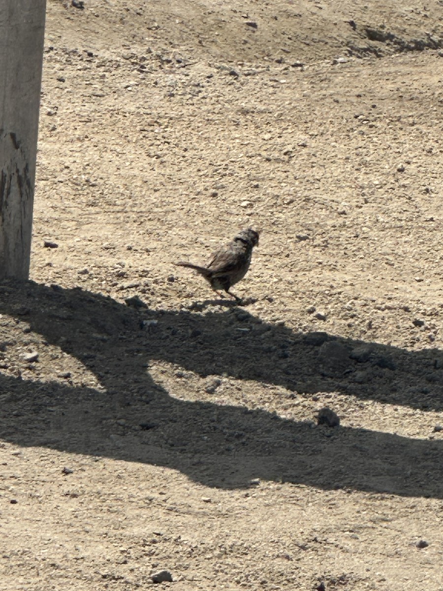 White-crowned Sparrow - ML637564603
