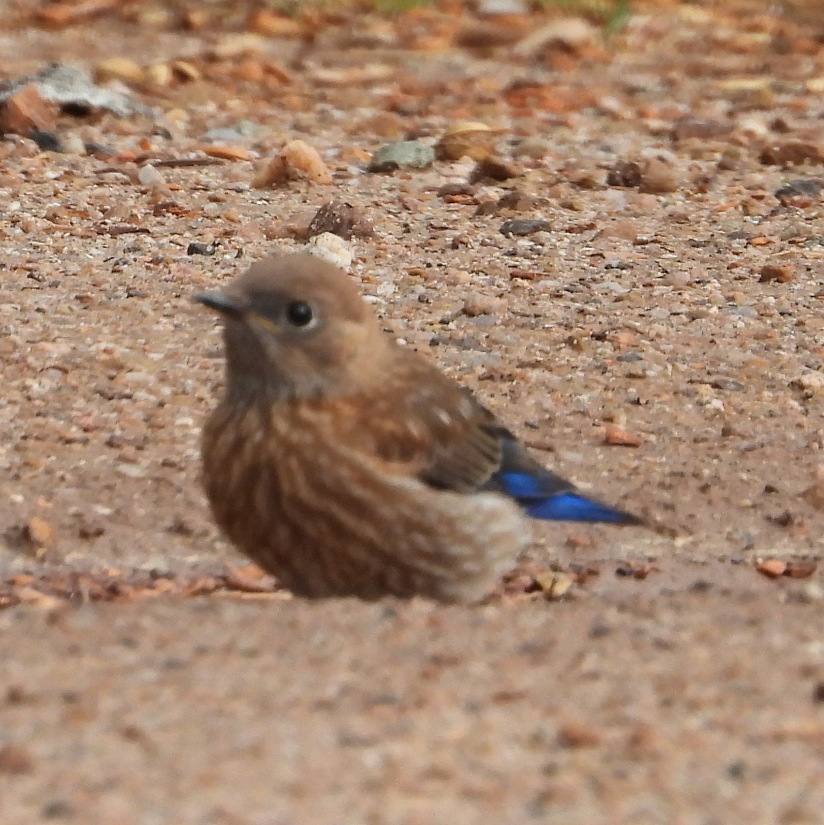 Western Bluebird - ML637564610