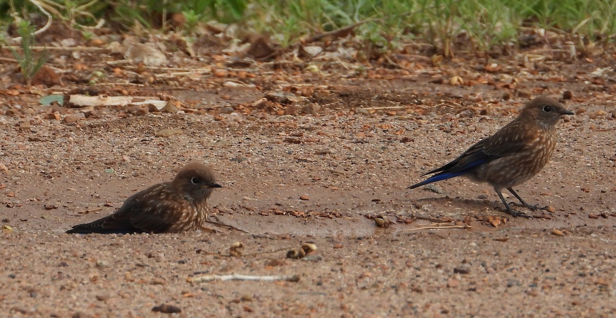 Western Bluebird - ML637564611