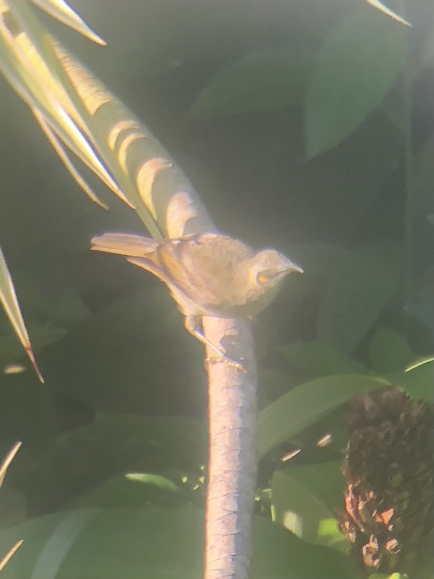 Western Wattled-Honeyeater - ML637564629