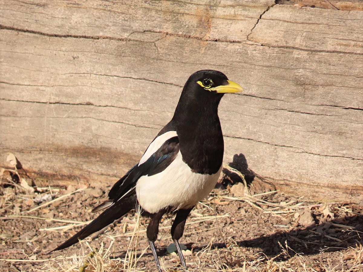 Yellow-billed Magpie - ML637564640