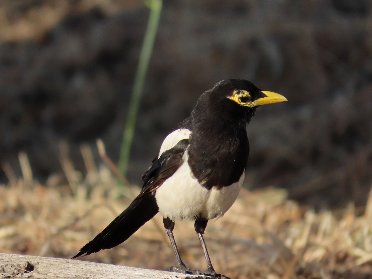 Yellow-billed Magpie - ML637564648