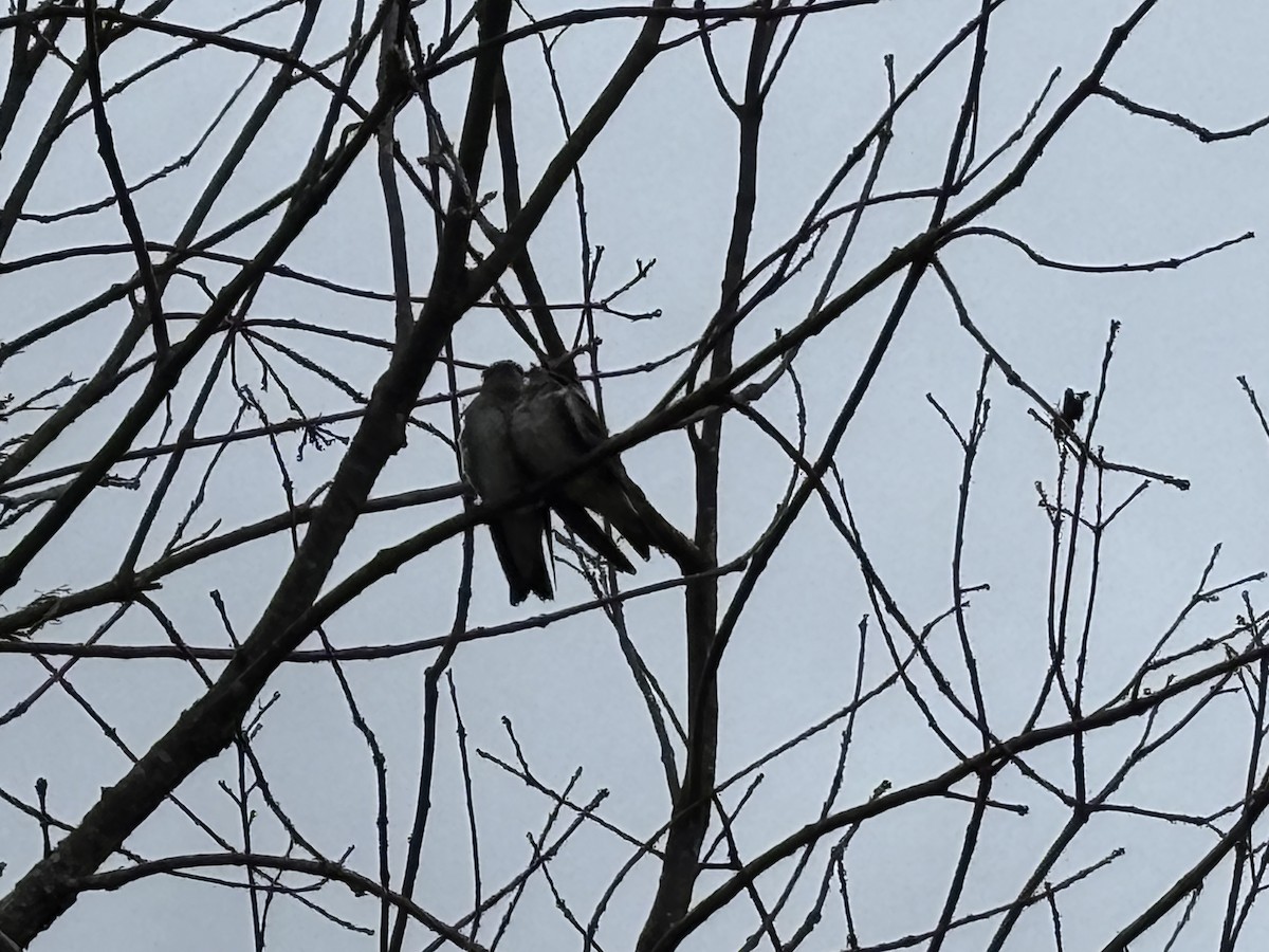 Purple Martin - ML637564662