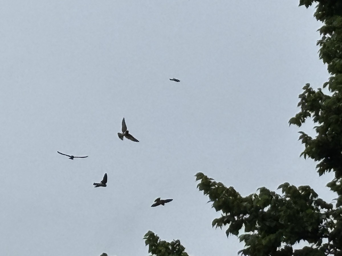 Cliff Swallow (pyrrhonota Group) - ML637564672