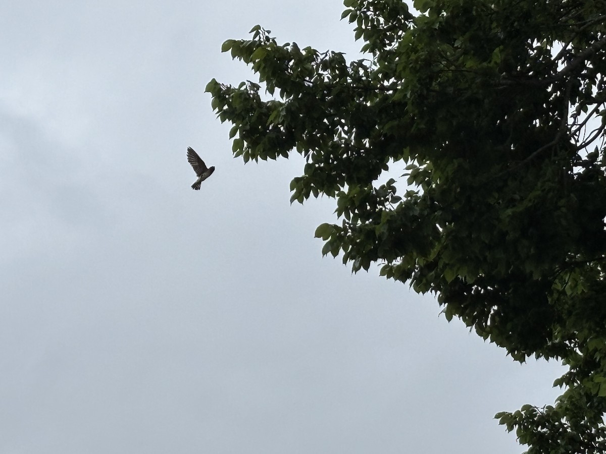 Cliff Swallow (pyrrhonota Group) - ML637564673
