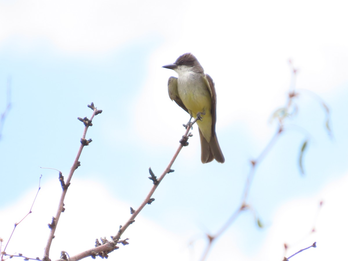 Thick-billed Kingbird - ML637564706