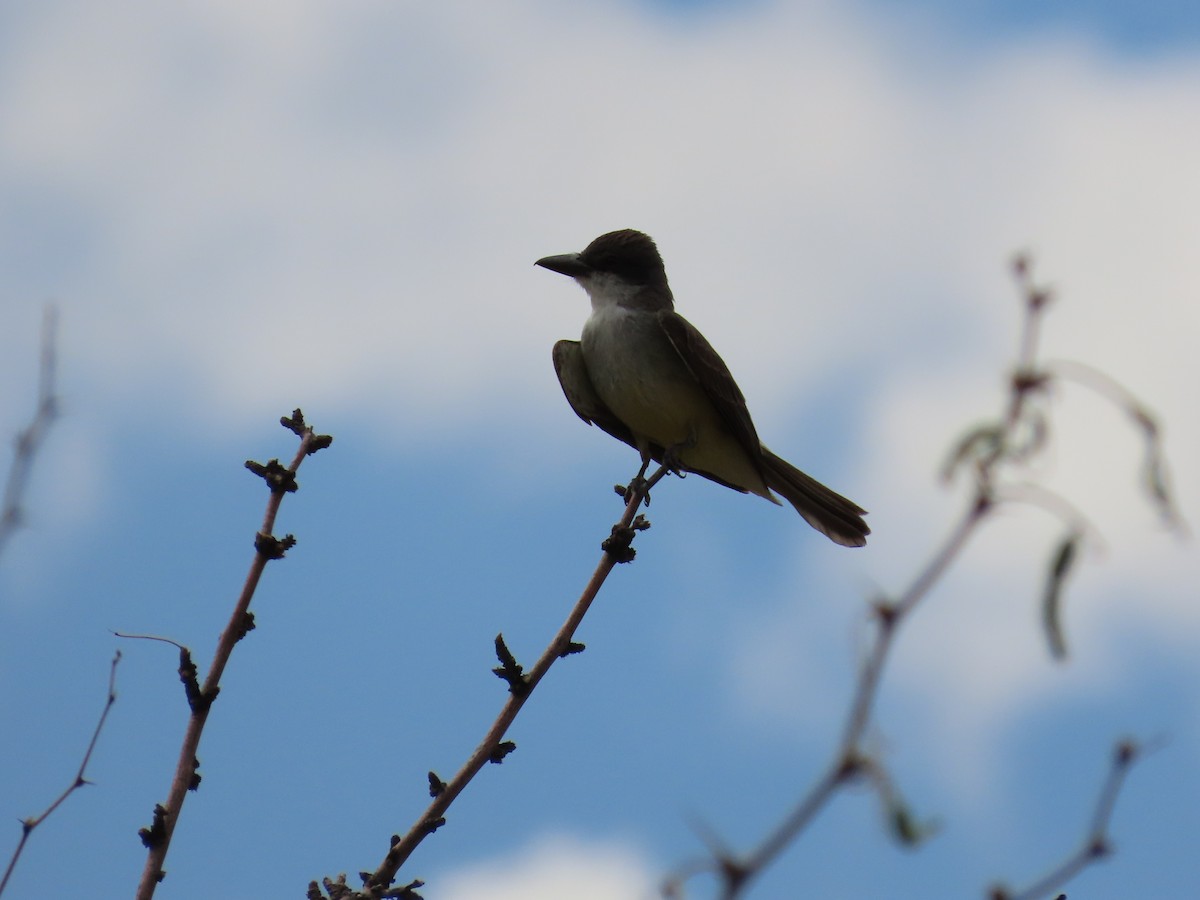 Thick-billed Kingbird - ML637564707