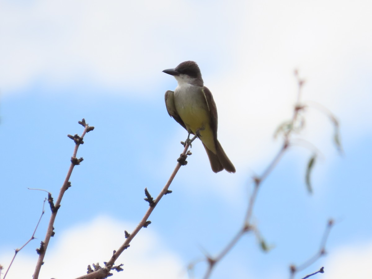 Thick-billed Kingbird - ML637564708