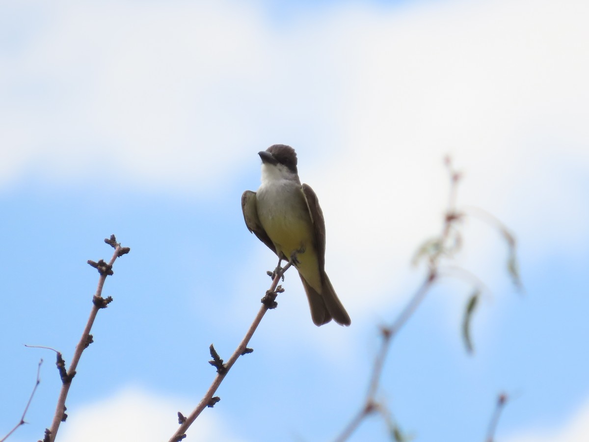 Thick-billed Kingbird - ML637564709