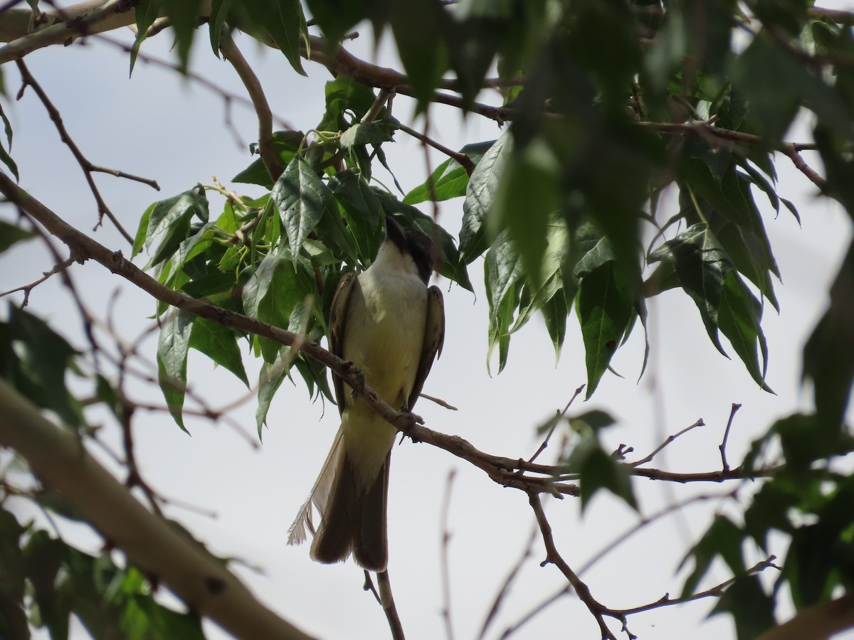 Thick-billed Kingbird - ML637564711