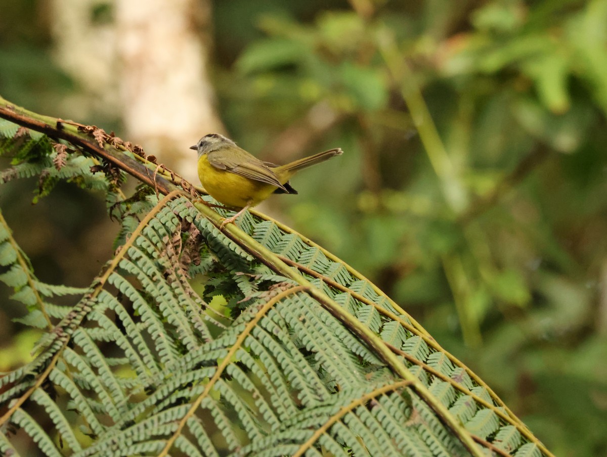 Golden-crowned Warbler - ML637564732
